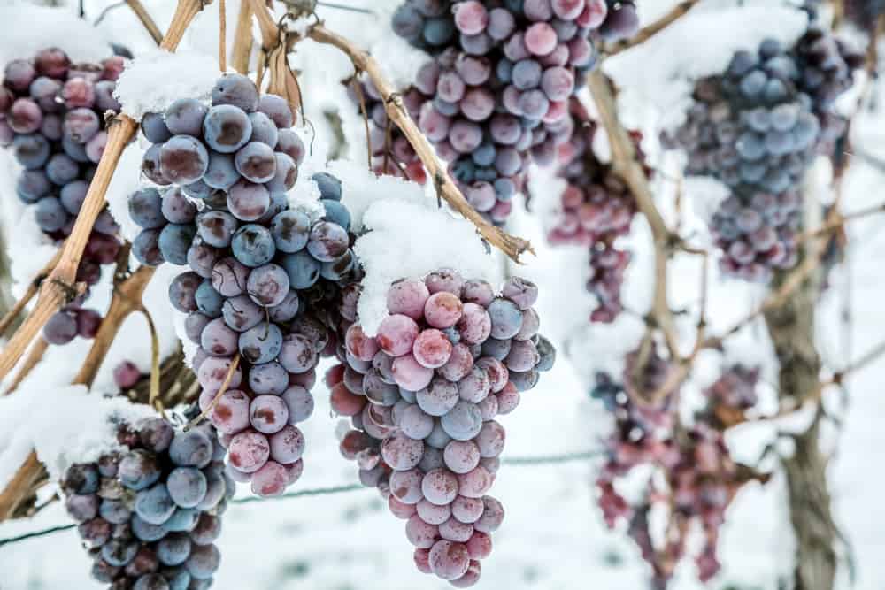 How Is Ice Wine Produced?