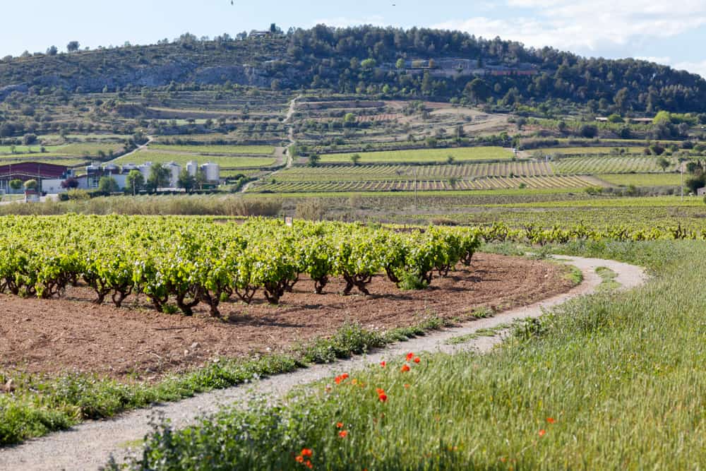 Origin Of Cava Drink