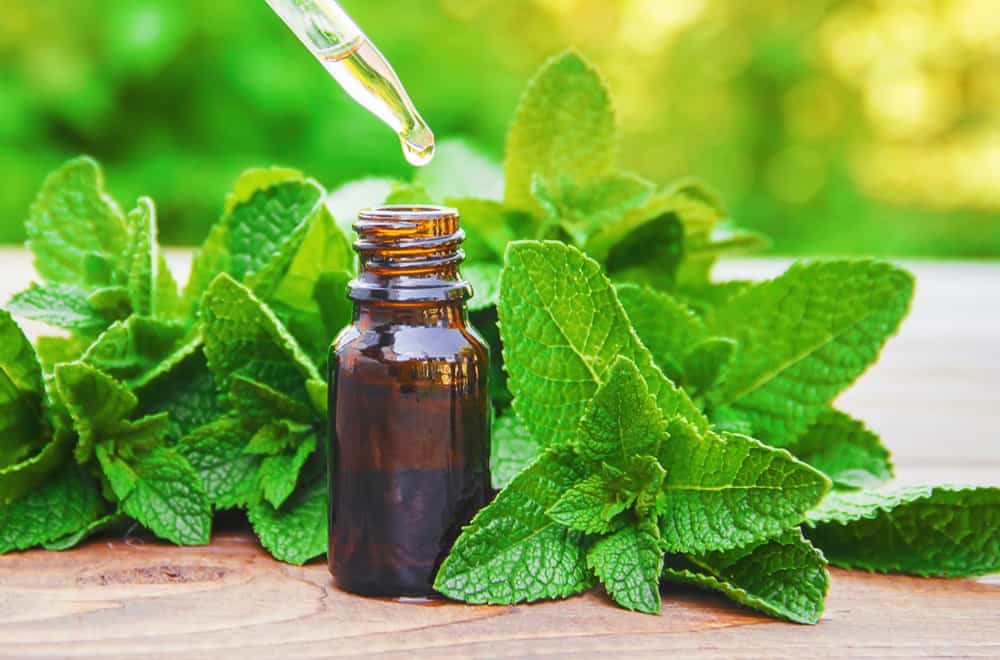 Mint Extract Or Peppermint Oil