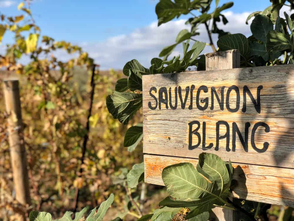 What Is Sauvignon Blanc?