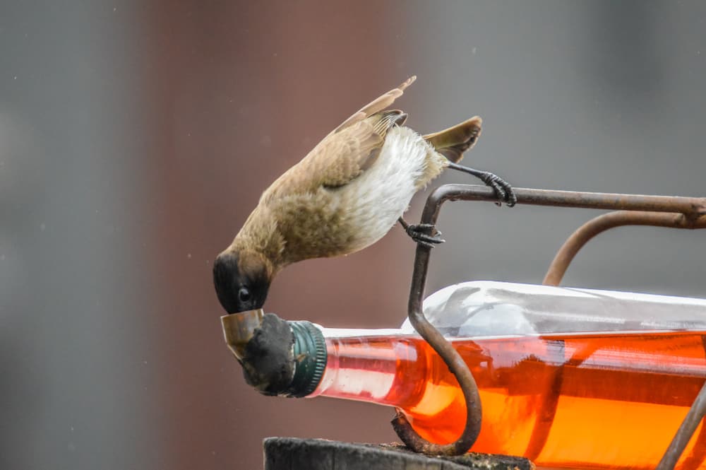 Feed The Birds