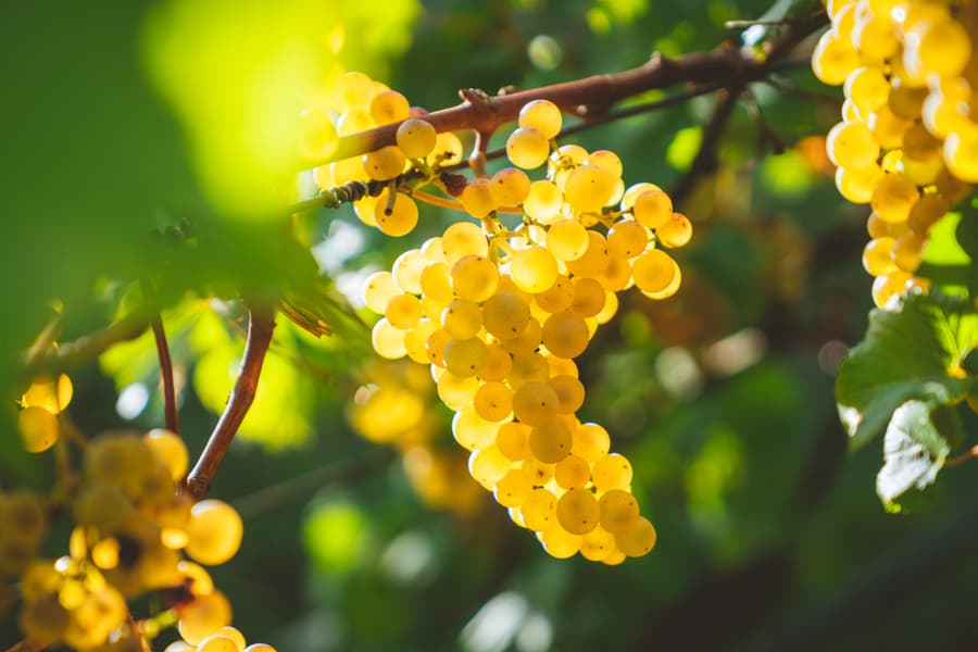 The Three Styles Of Chardonnay