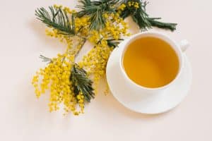 How To Make Mimosa Flower Tea