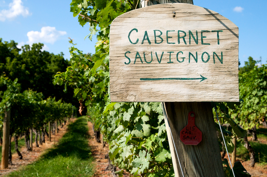 How Were Cabernet Sauvignon Vines Created?