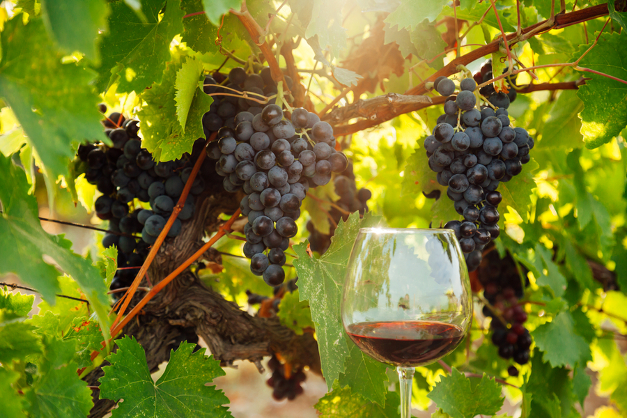 Taste Characteristics Of Cabernet Sauvignon Wine