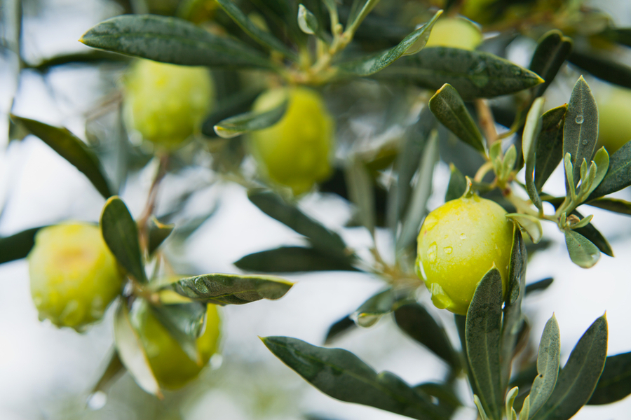 What Kind Of Olives For A Martini?