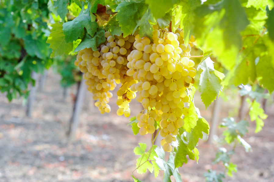 Where Is Chenin Blanc Produced?