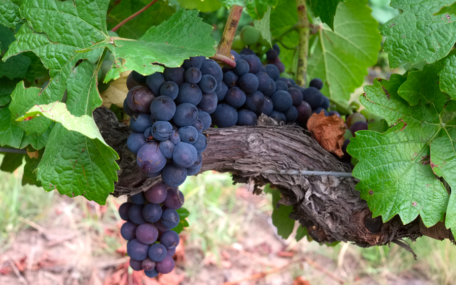 Pinot Noir