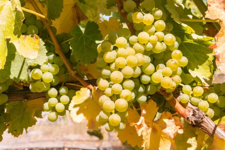 Is Pinot Grigio a Dry or Sweet Wine? DineWithDrinks